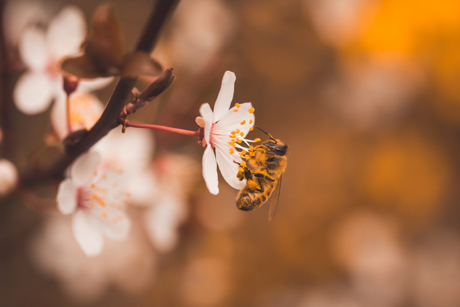 Bee Pollination