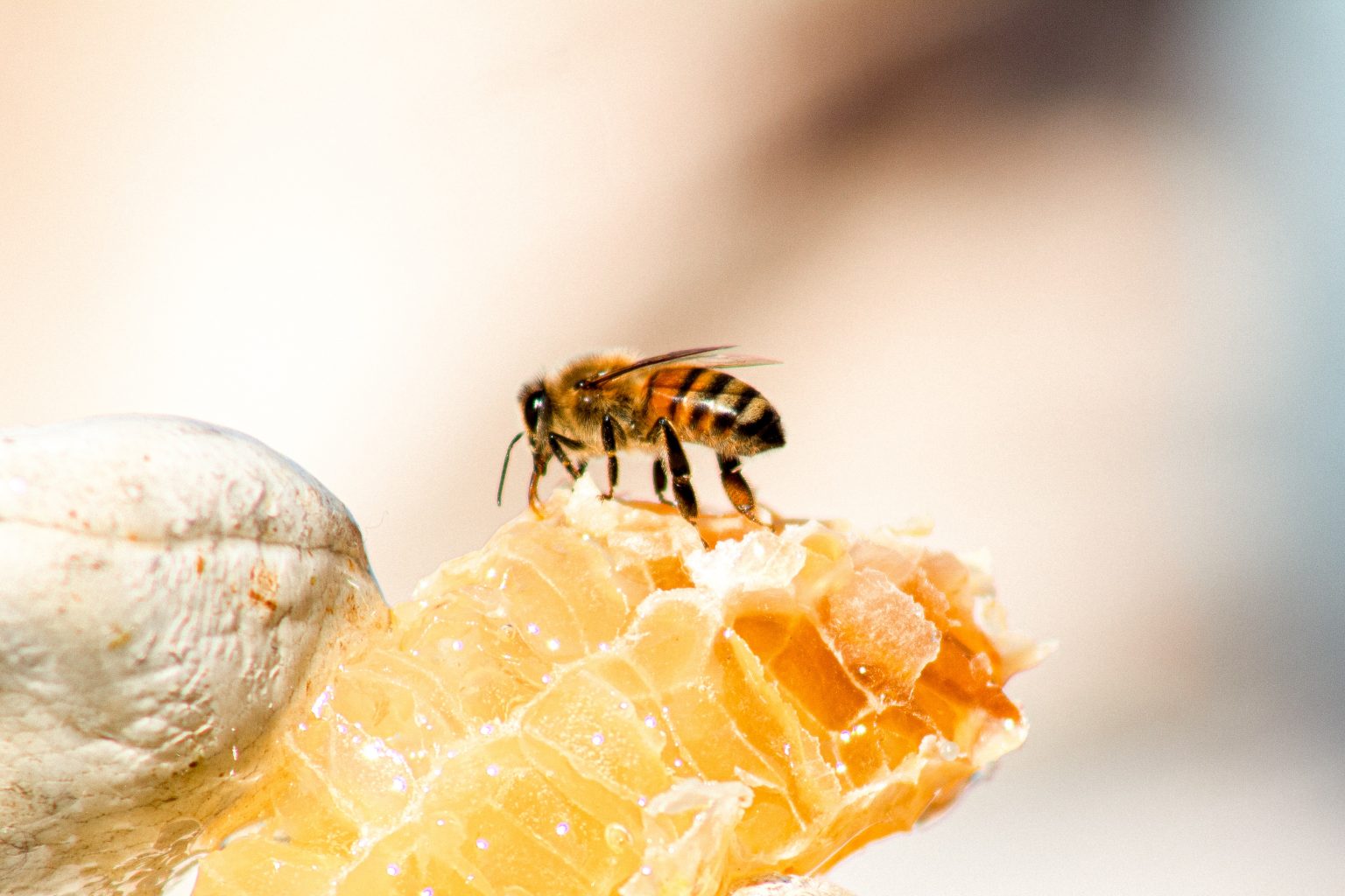Honey Production Process
