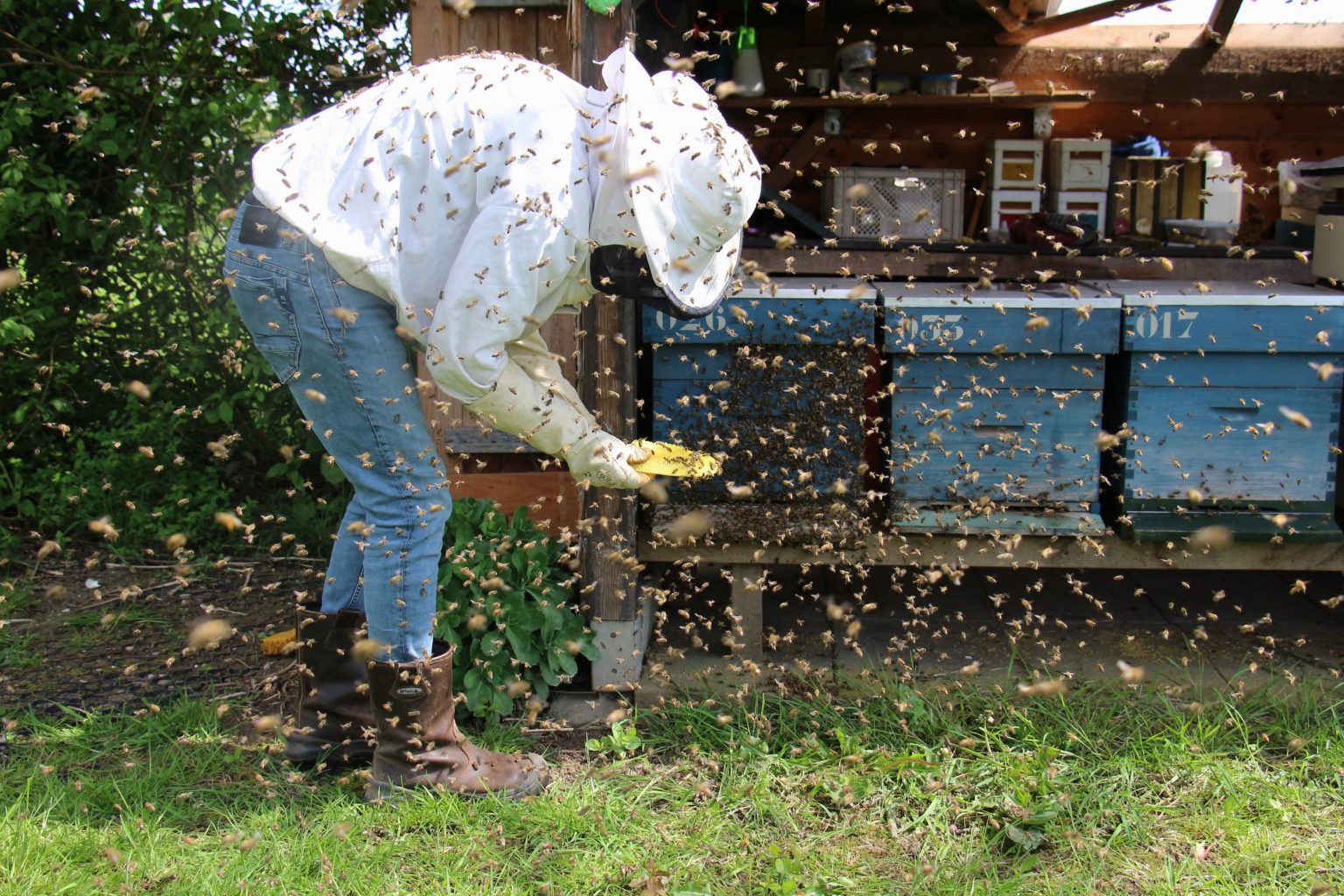 Bee Service Preparation