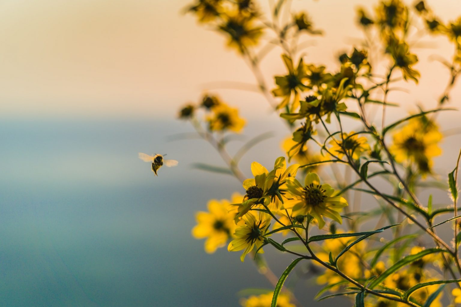 Winter Bees Survival
