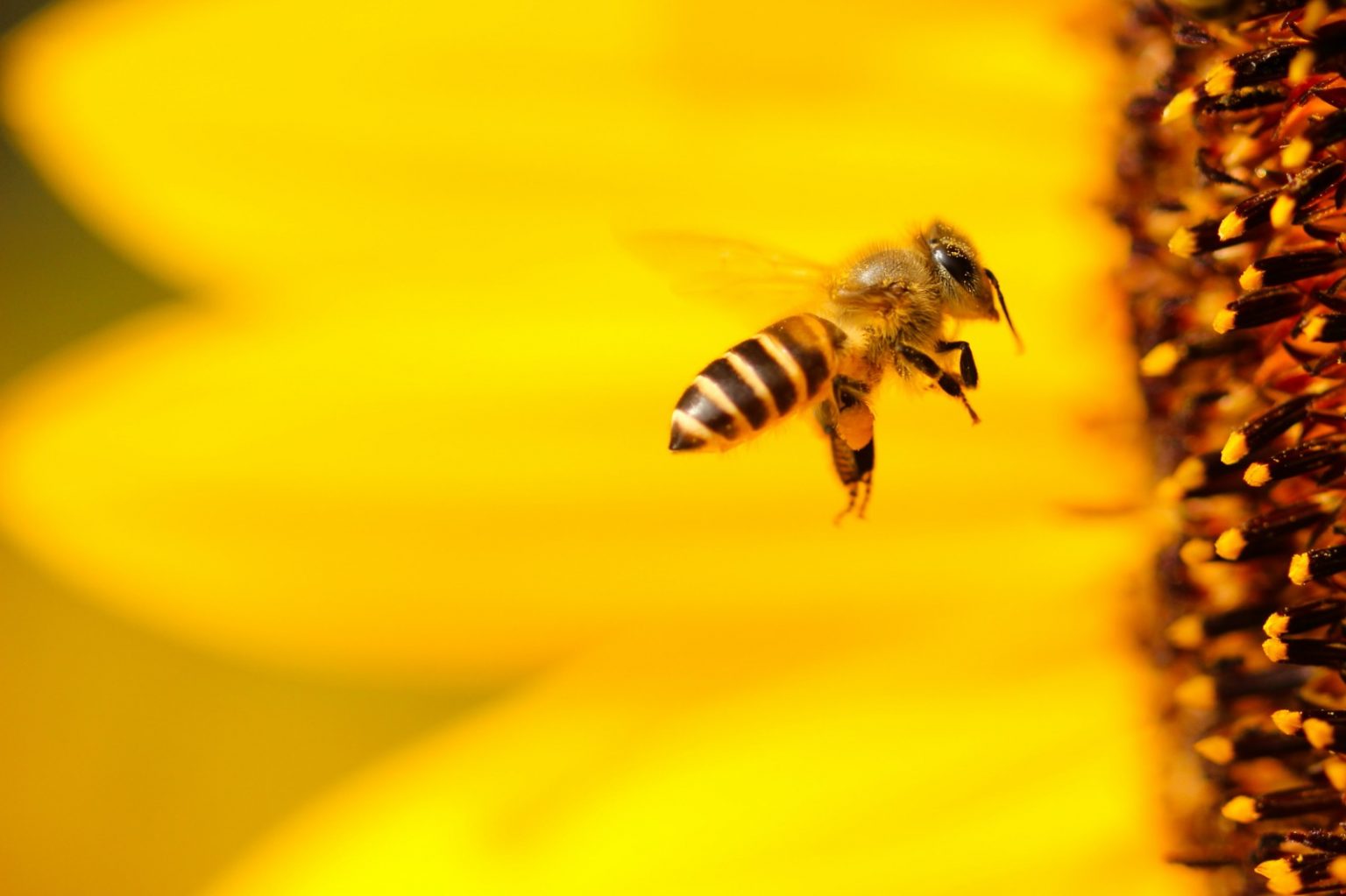Bee Appearance and Behavior Study