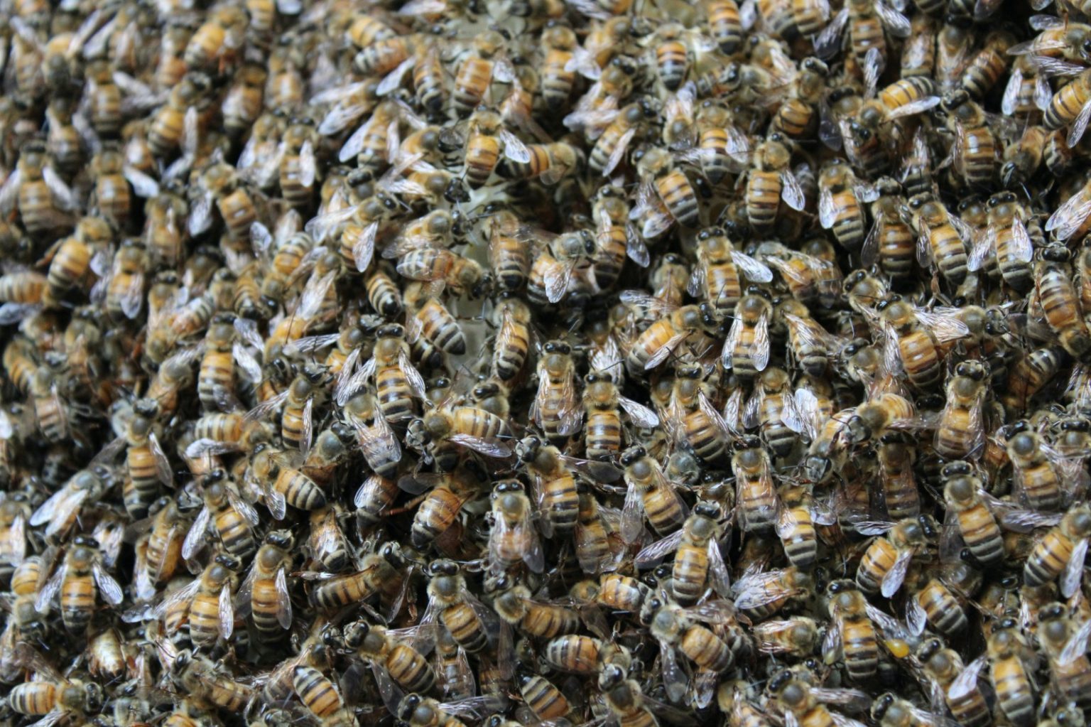 Bee Swarm Removal