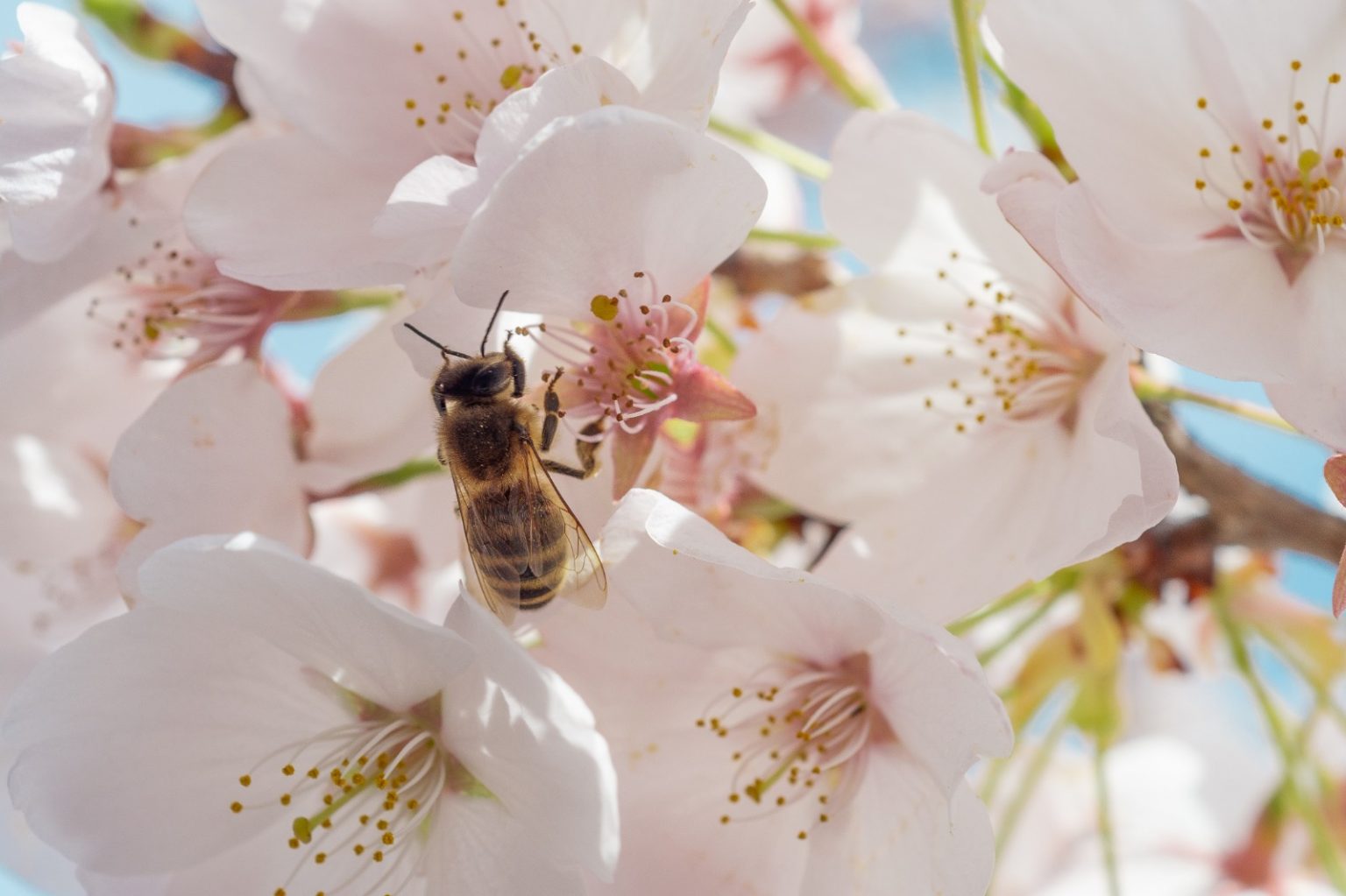 Bees Can't Fly at Night