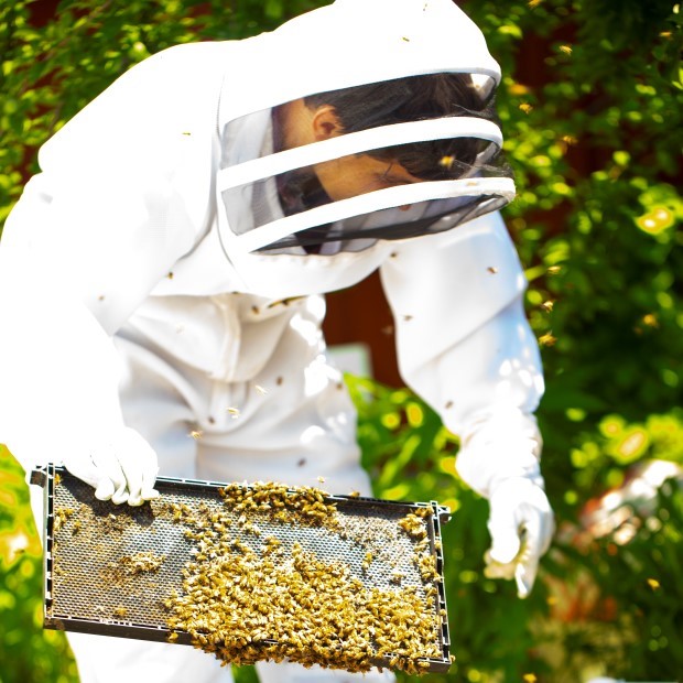 Bee removal expert tools