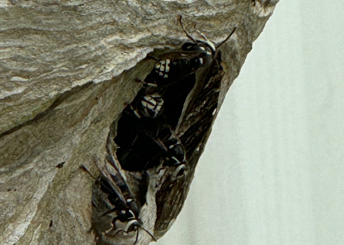 Bald Faced Hornets