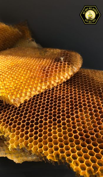 #1 wasp control service in Allen
