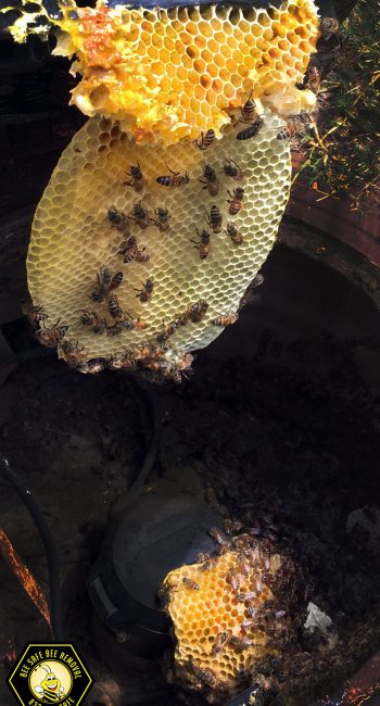 Professional bee removal in Allen