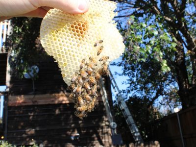 Honeybee removal benefits