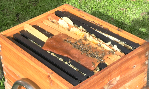 Saving bees