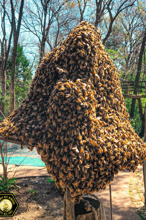 Frisco Bee Removal