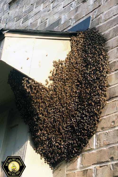 Bee and Wasp Removal Frisco