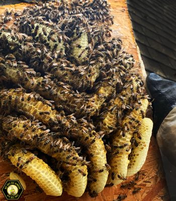 Saving bees