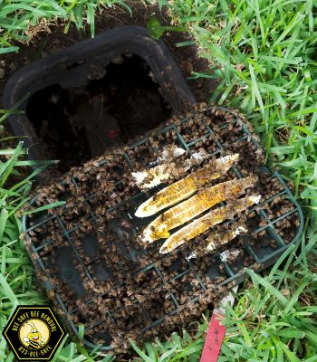 Why trust Bee Safe