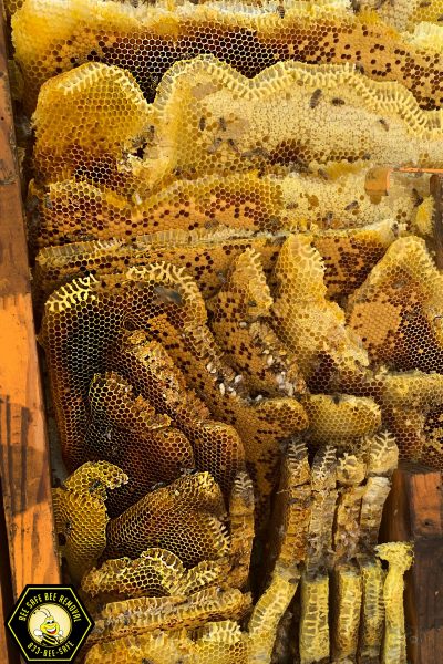 Benefits of professional bee removal
