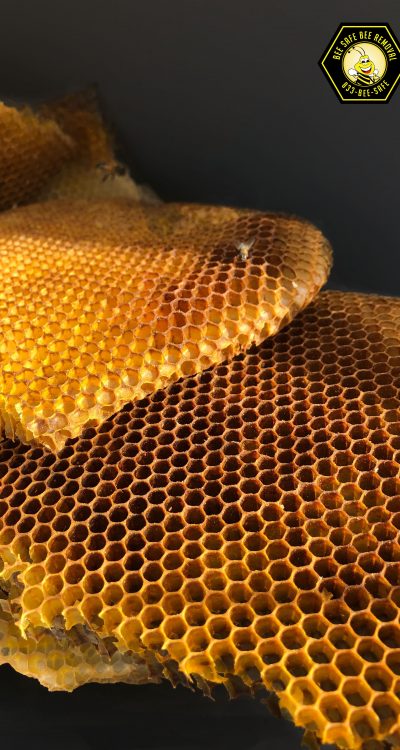 Professional bee removal
