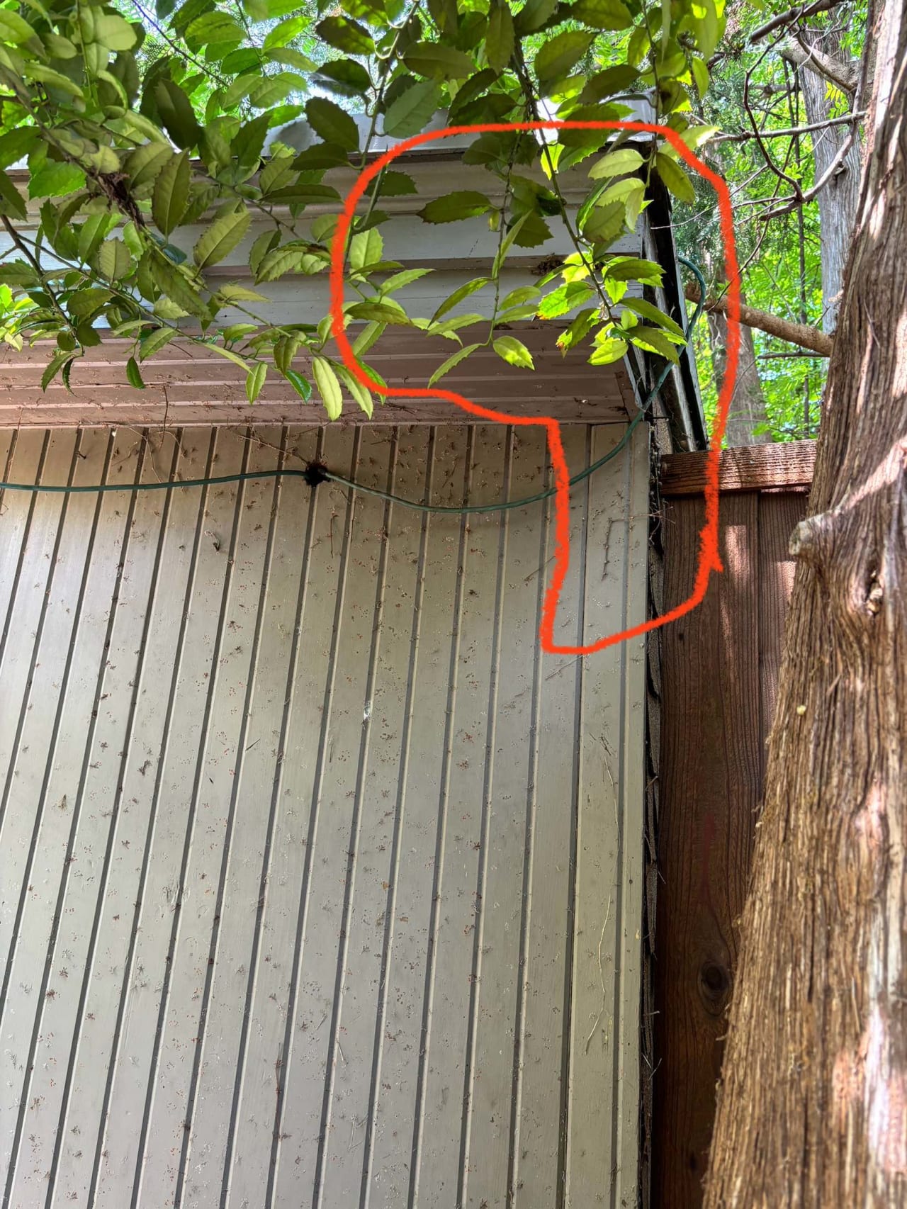 Bee Removal Near Me