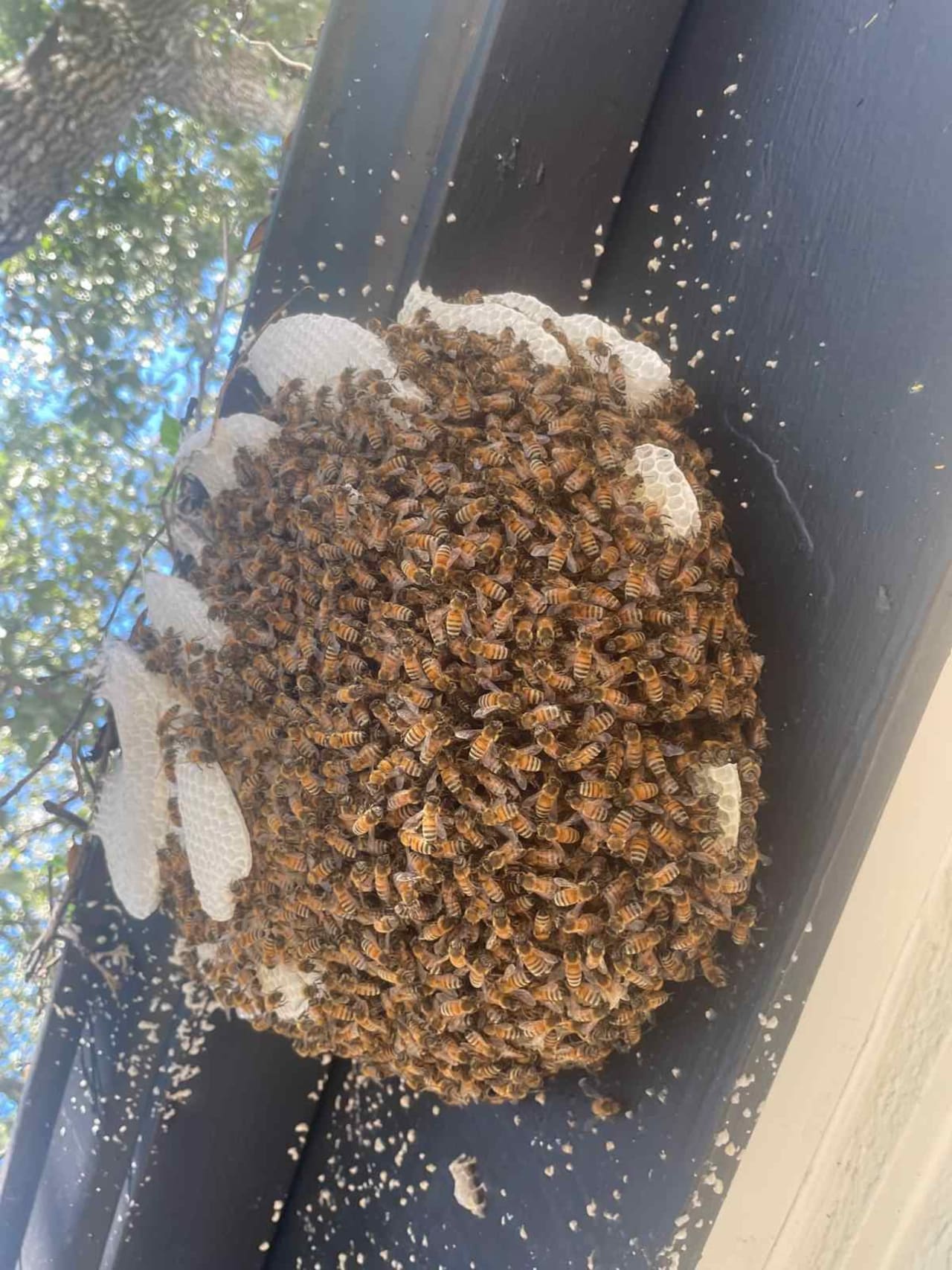 Bee Removal Near Me