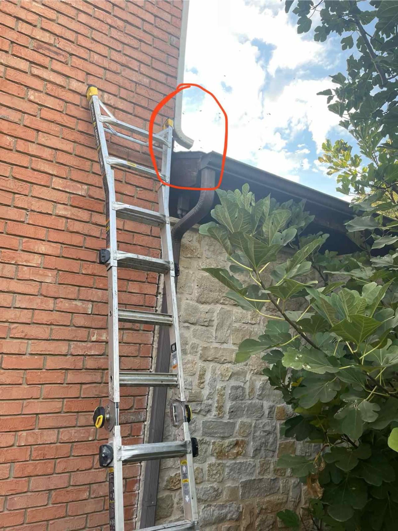 Bee Removal Near Me