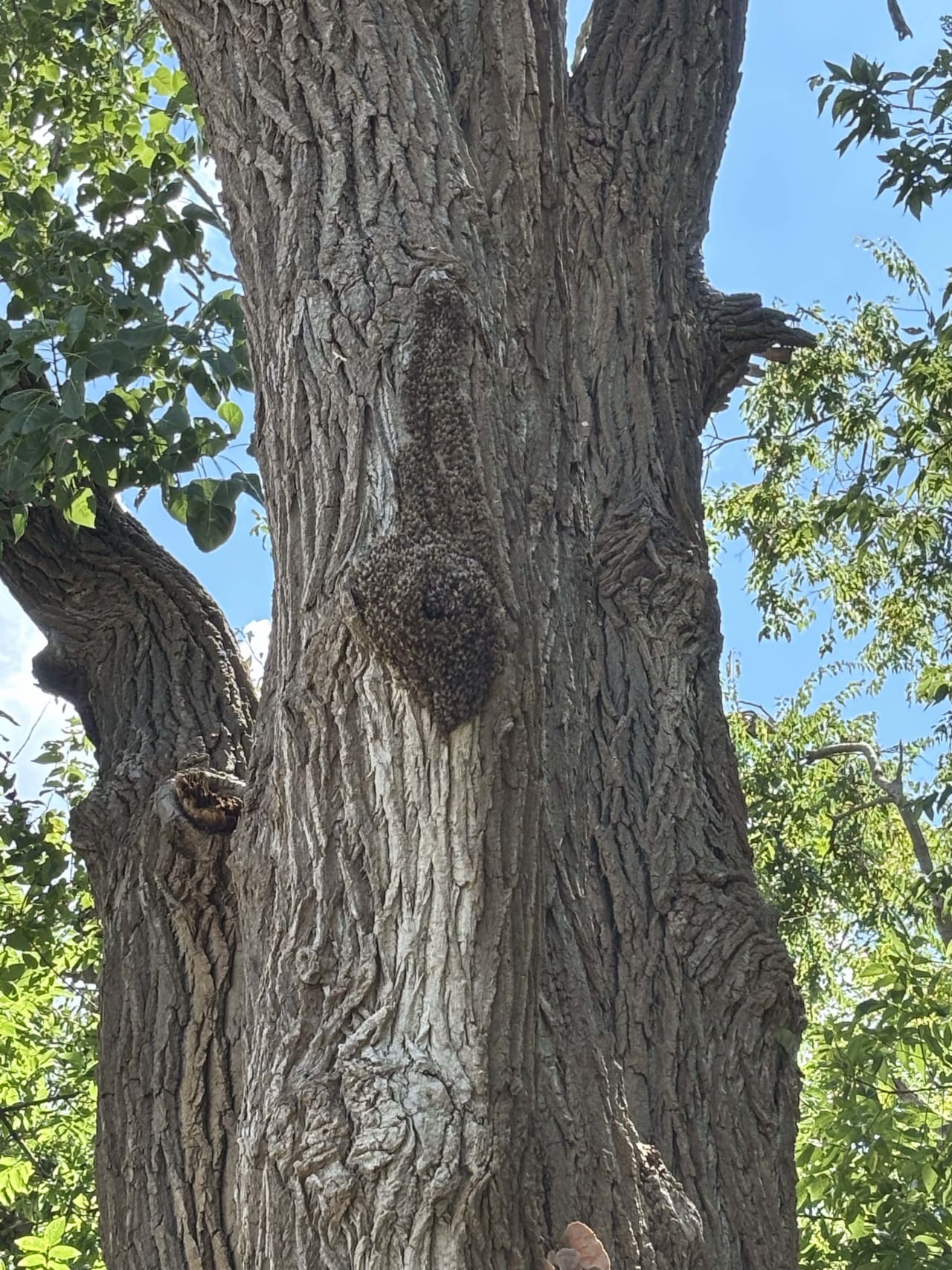 Bee Removal Near Me