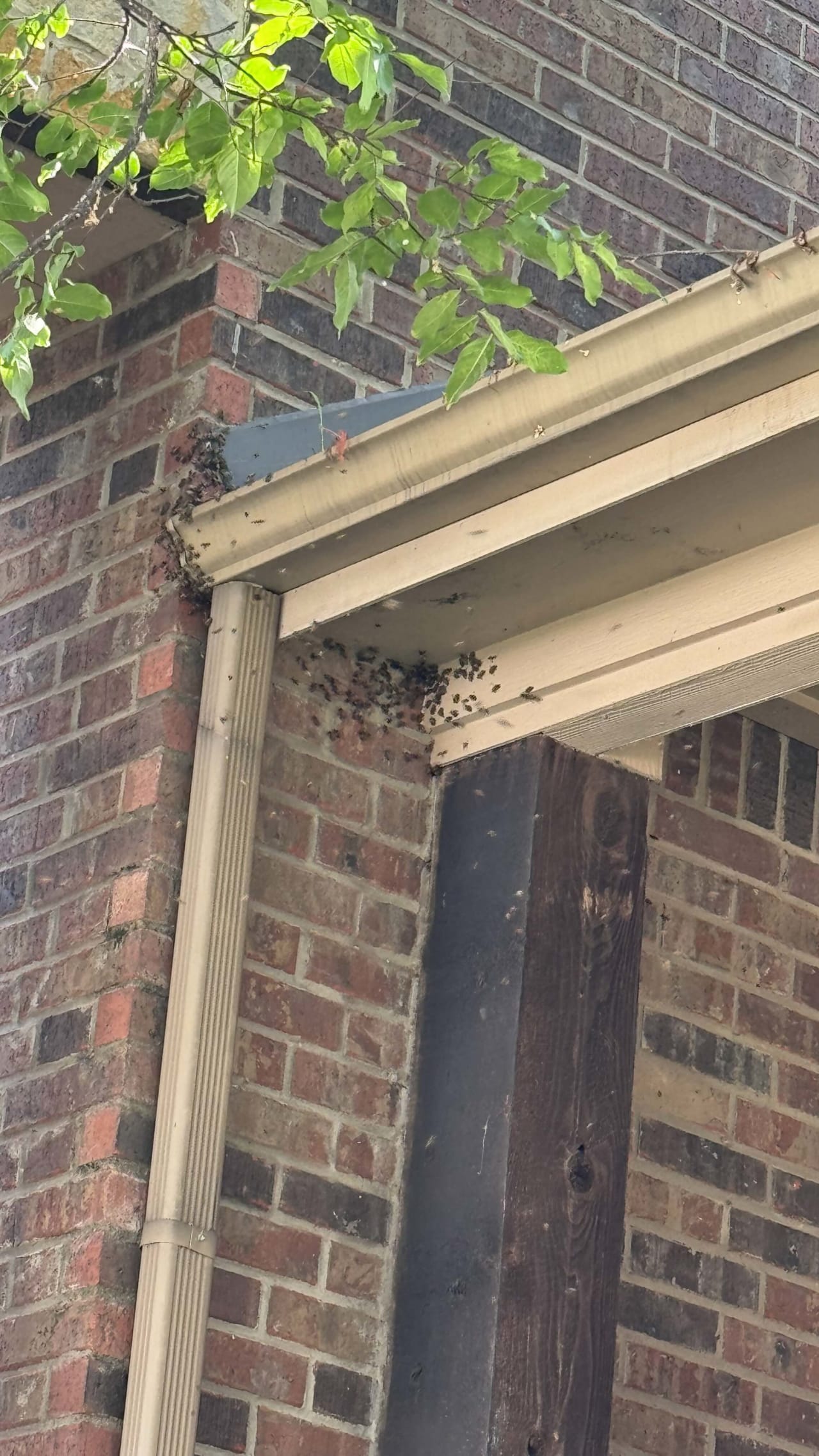Bee Removal Near Me