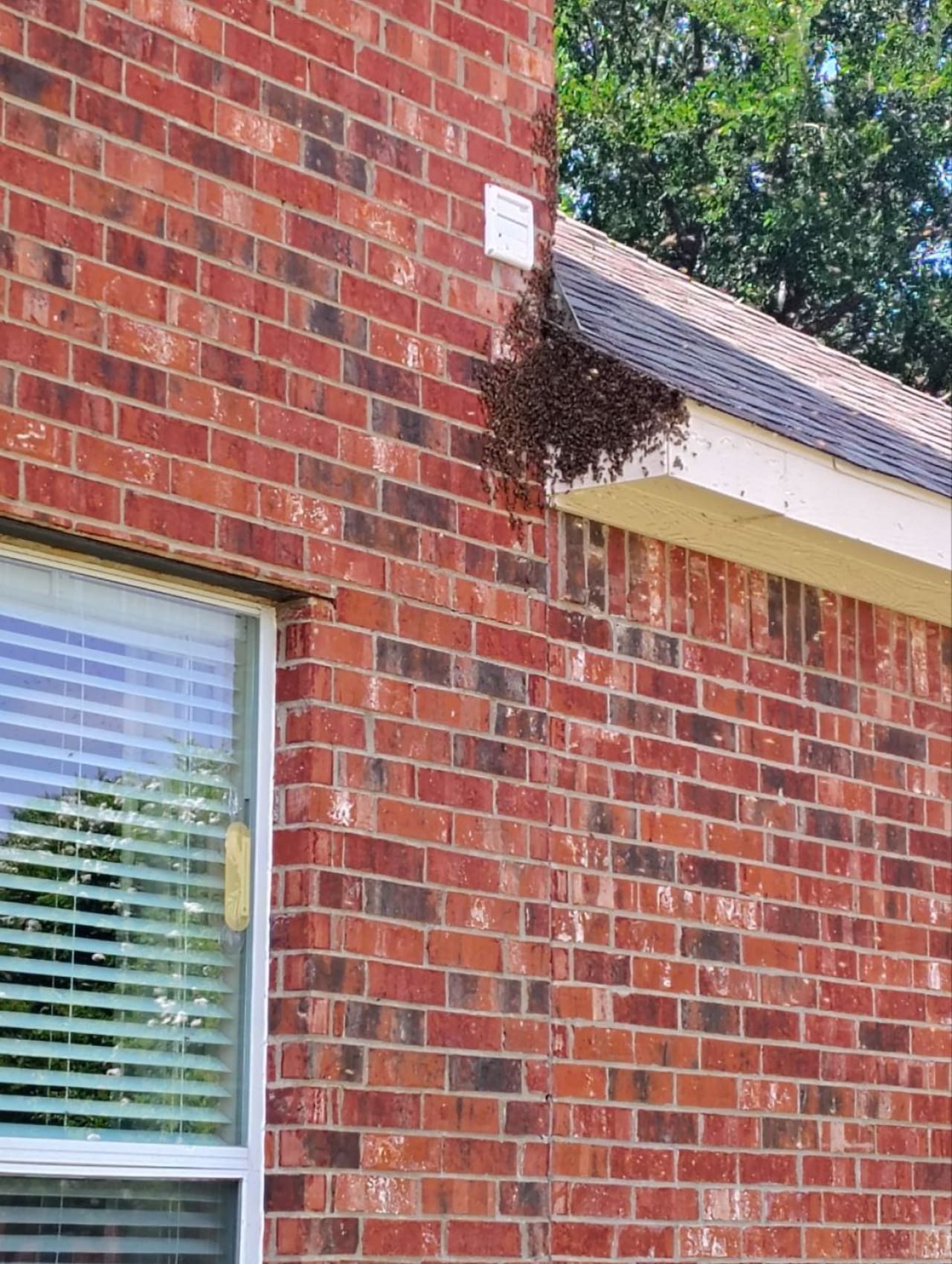 Bee Removal Near Me