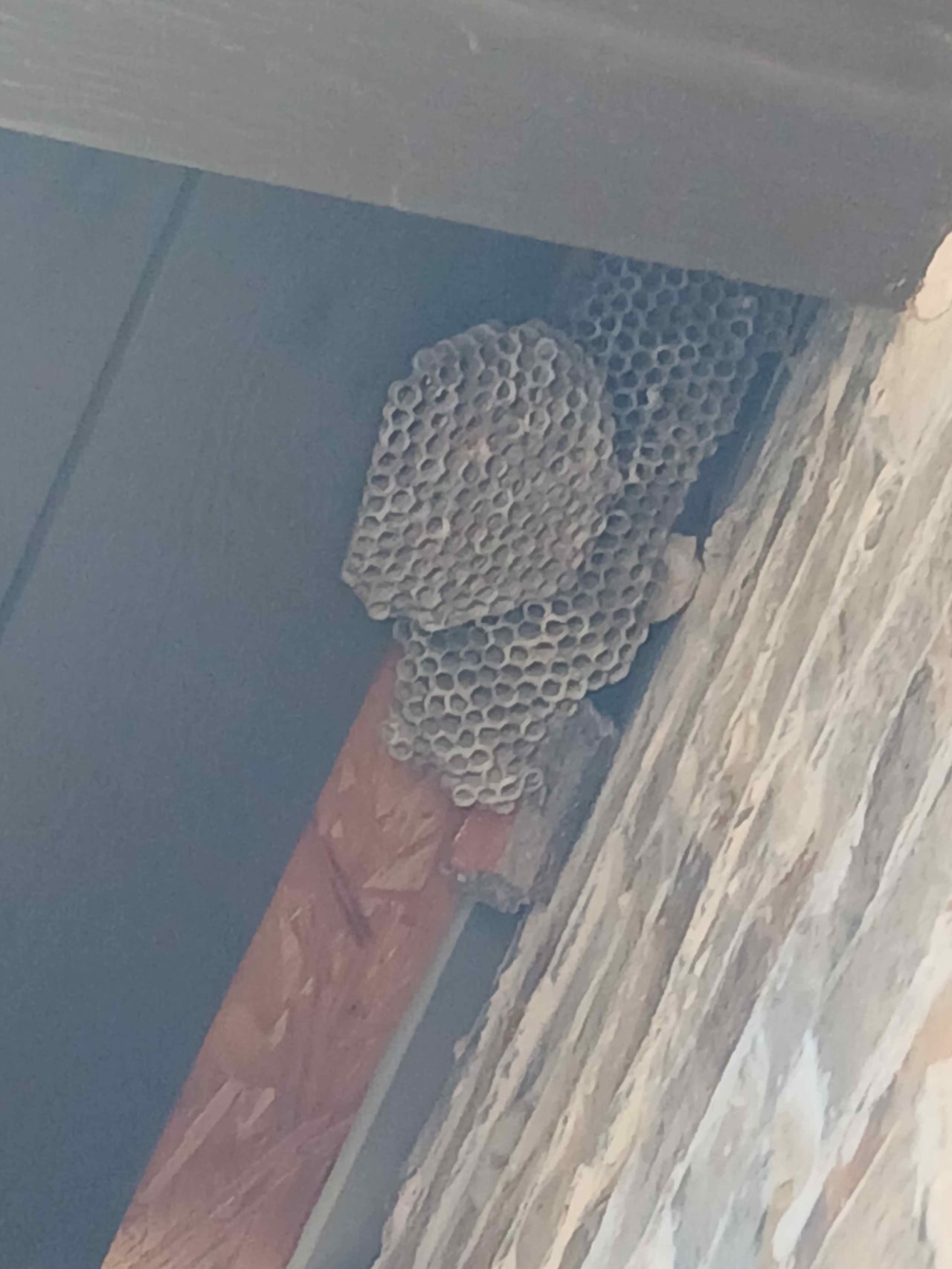 Bee Removal Near Me