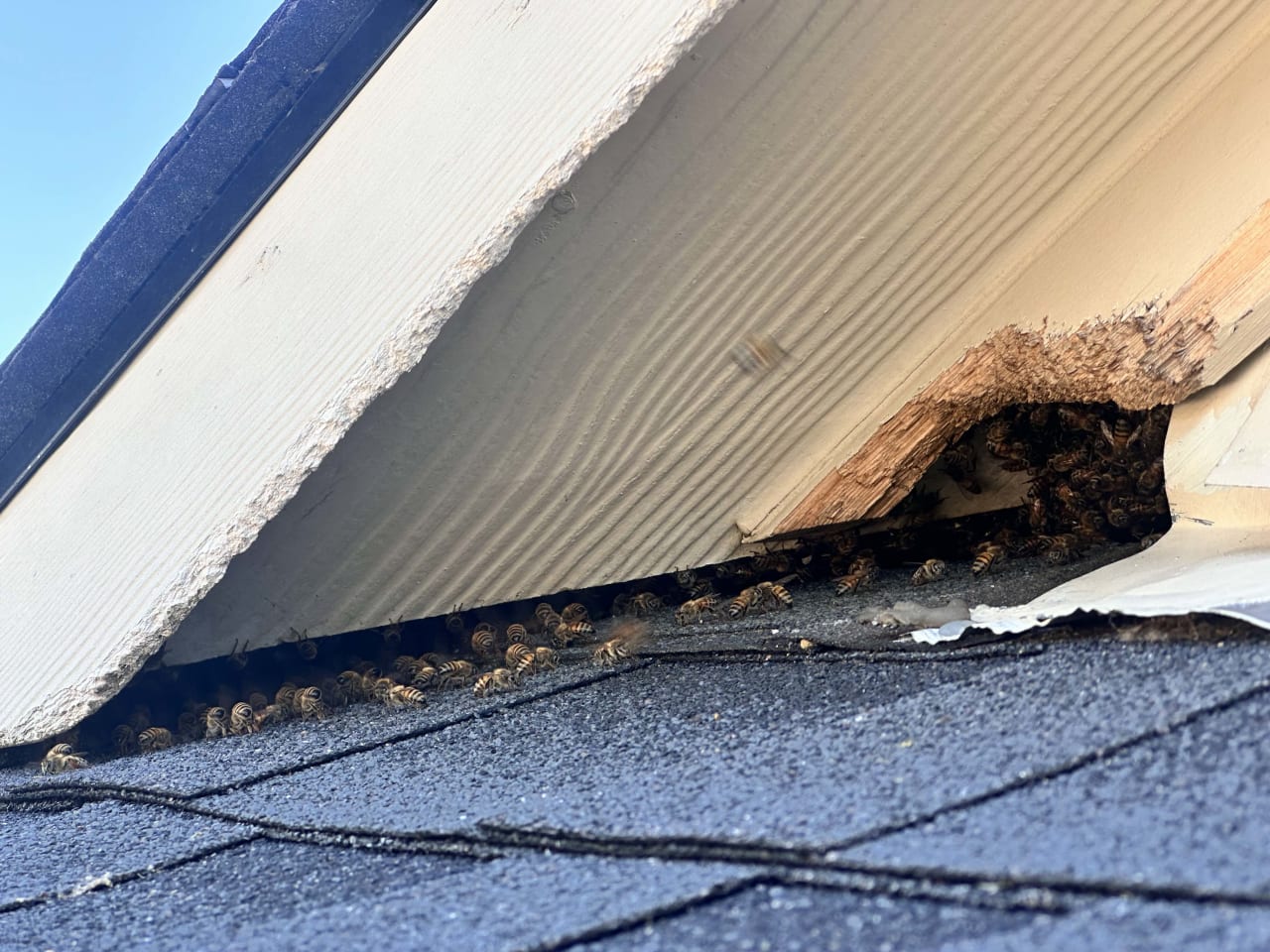Bee Removal Near Me