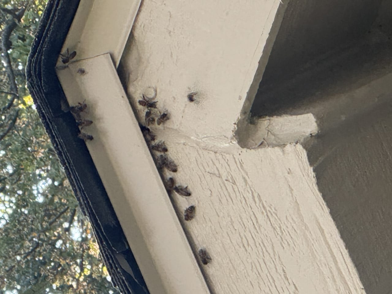 Bee Removal Near Me