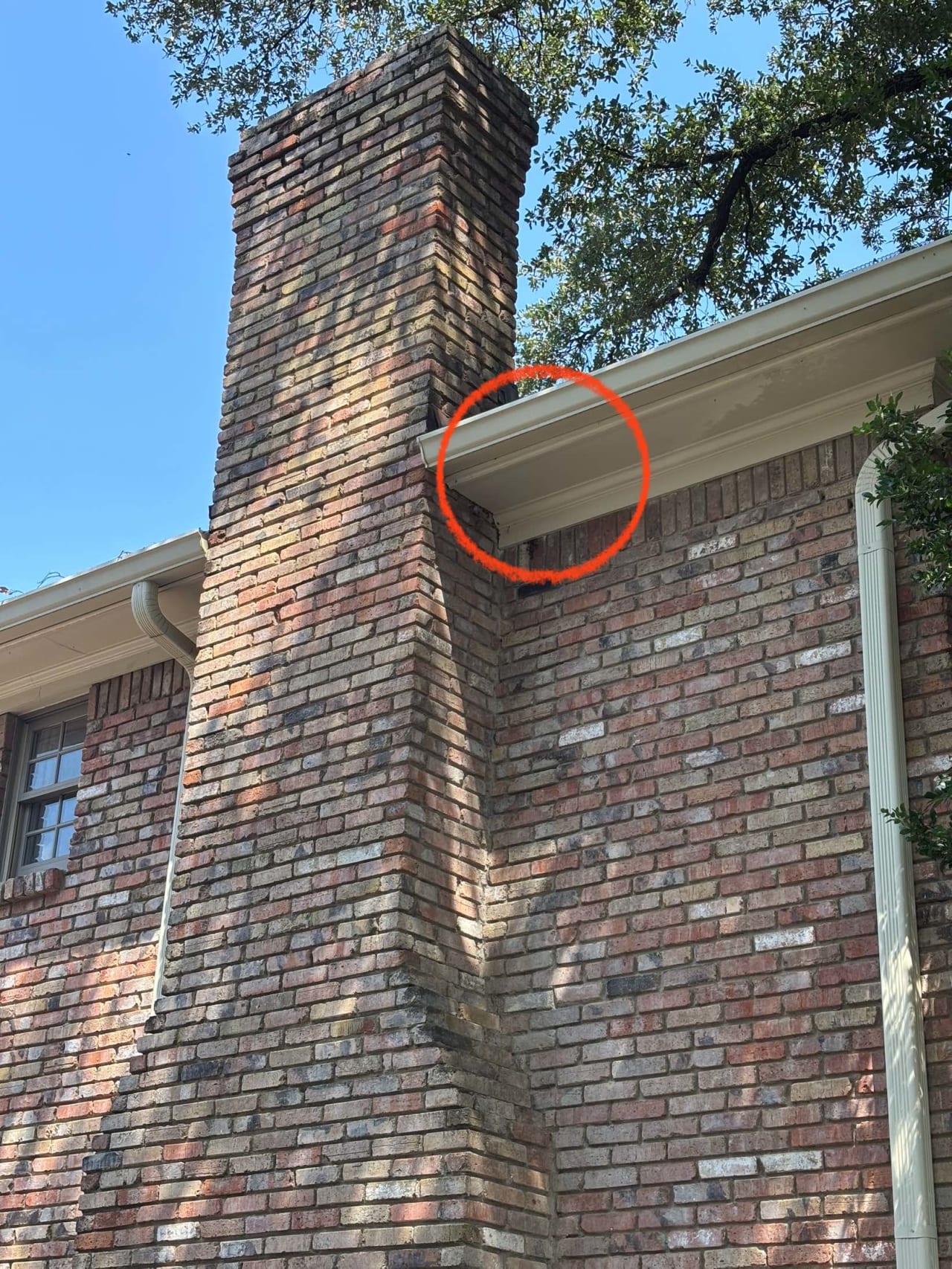 Bee Removal Near Me