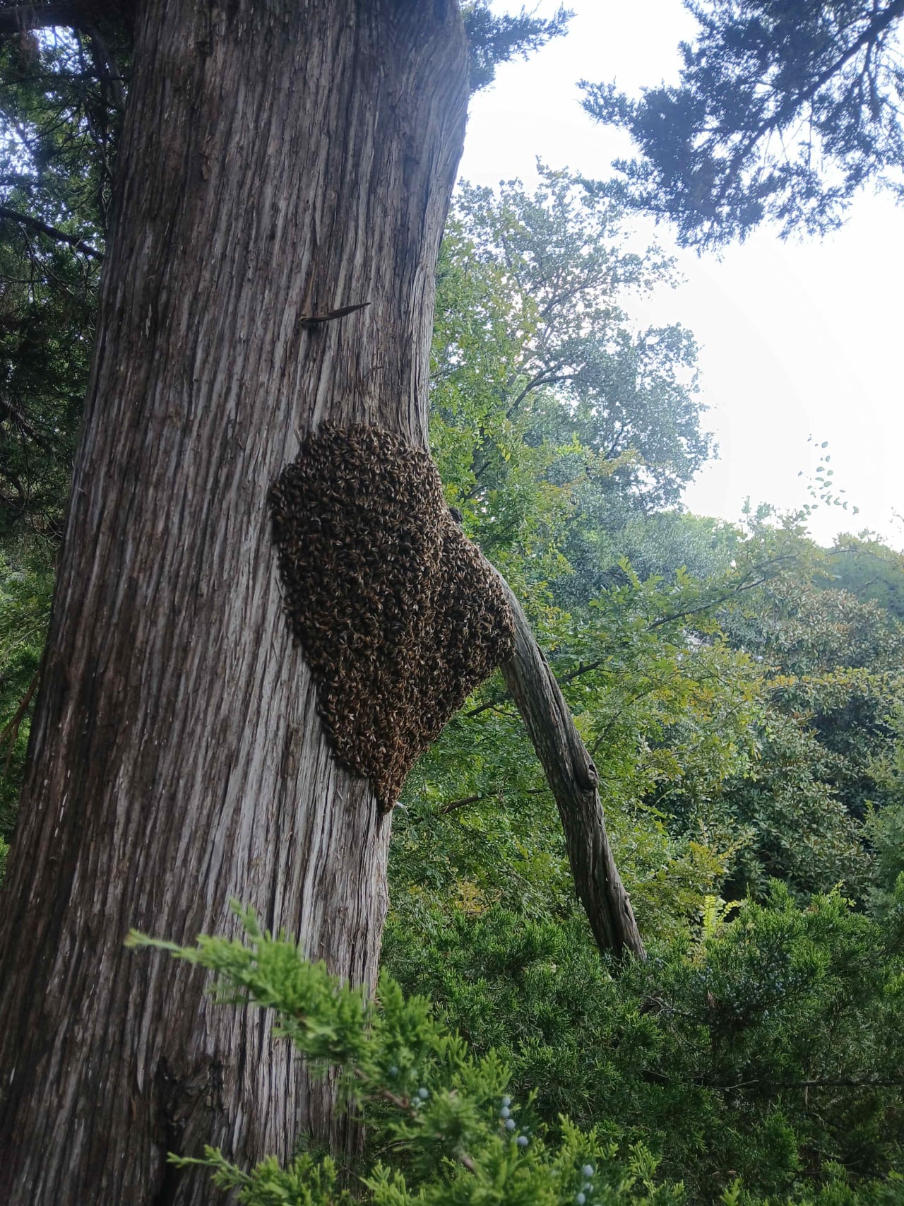 Bee Removal Near Me