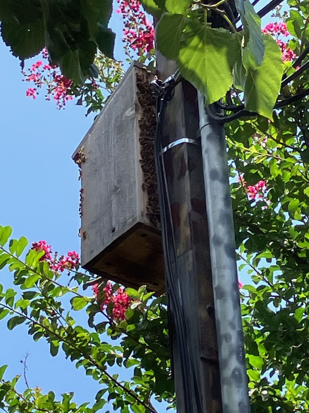Bee Removal Near Me