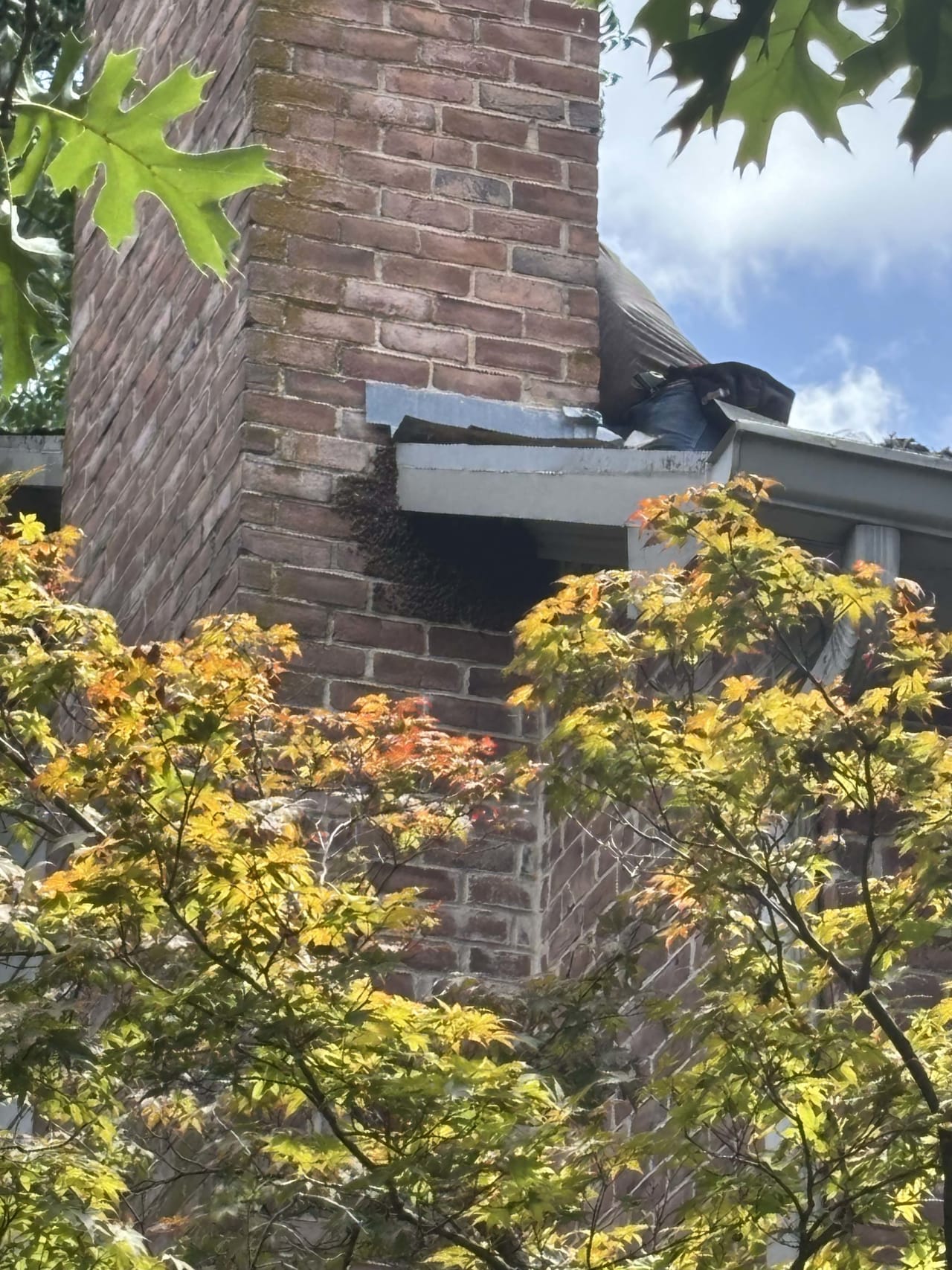 Bee Removal Near Me
