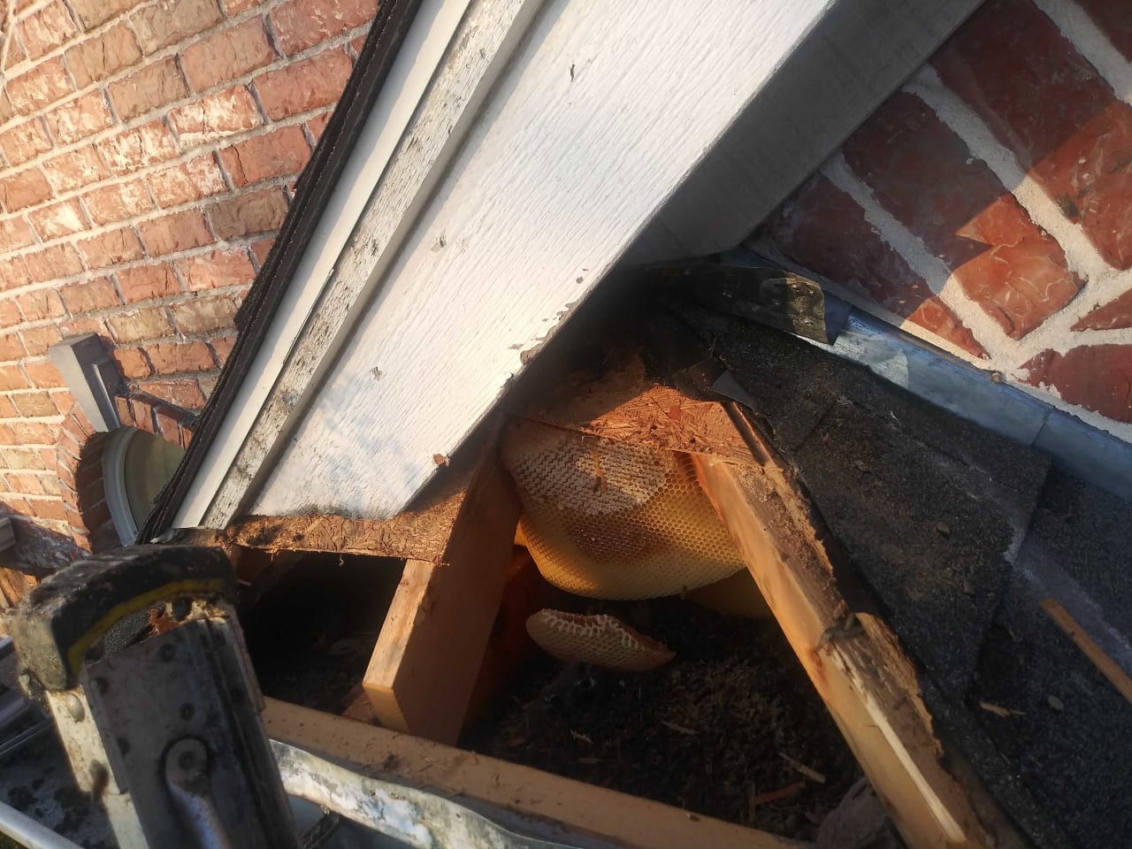 Bee Removal Near Me