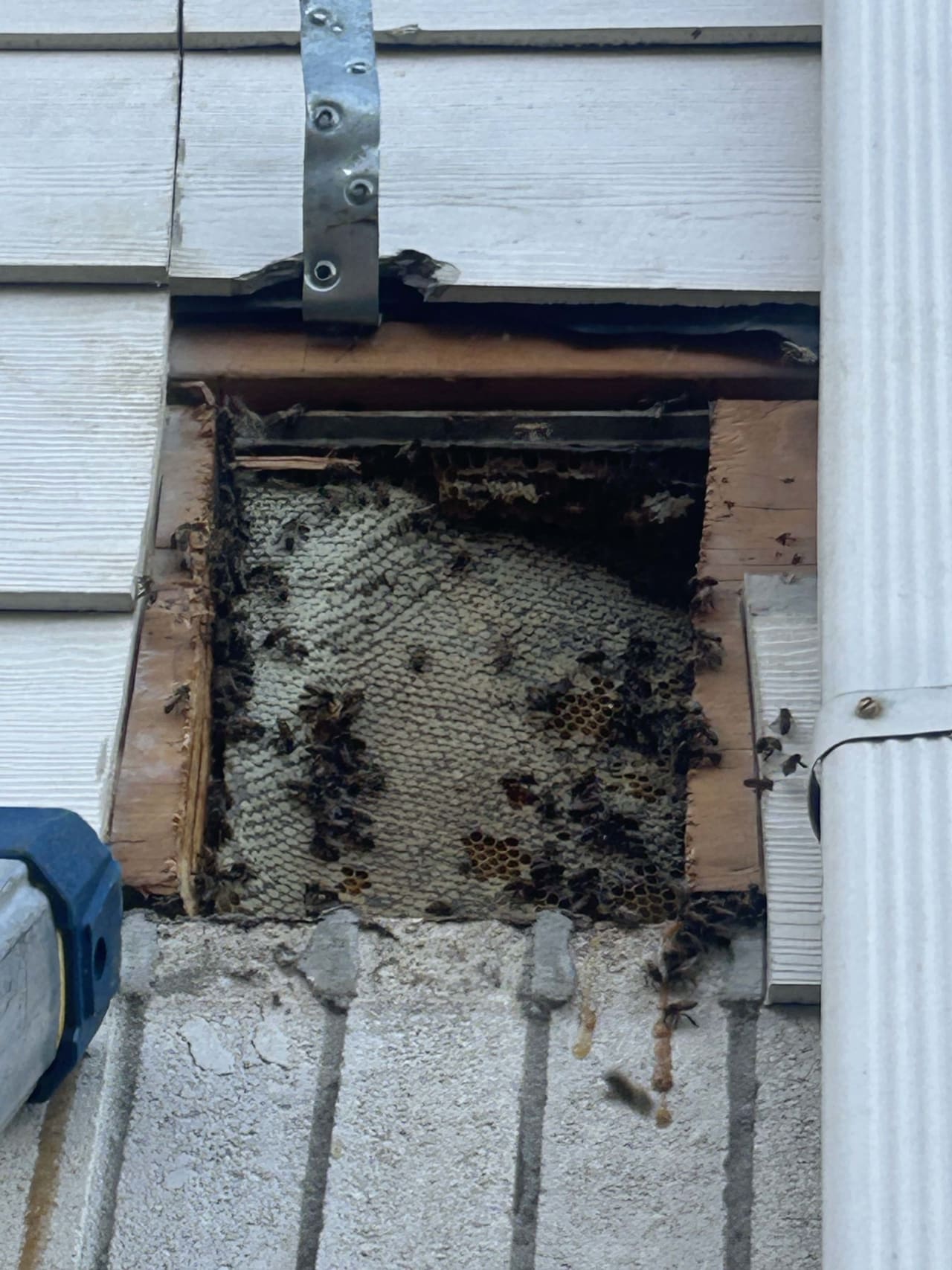 Bee Removal Near Me