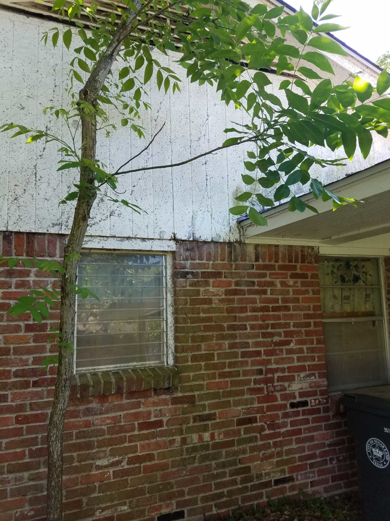 Bee Removal Near Me