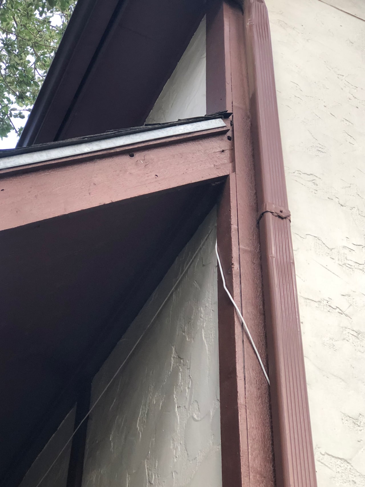 Bee Removal Near Me