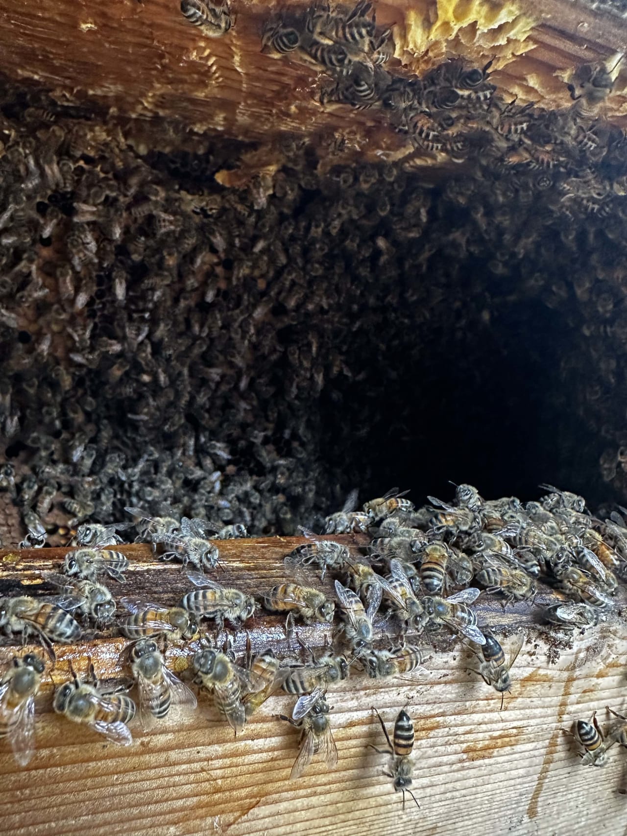 Bee Removal Near Me