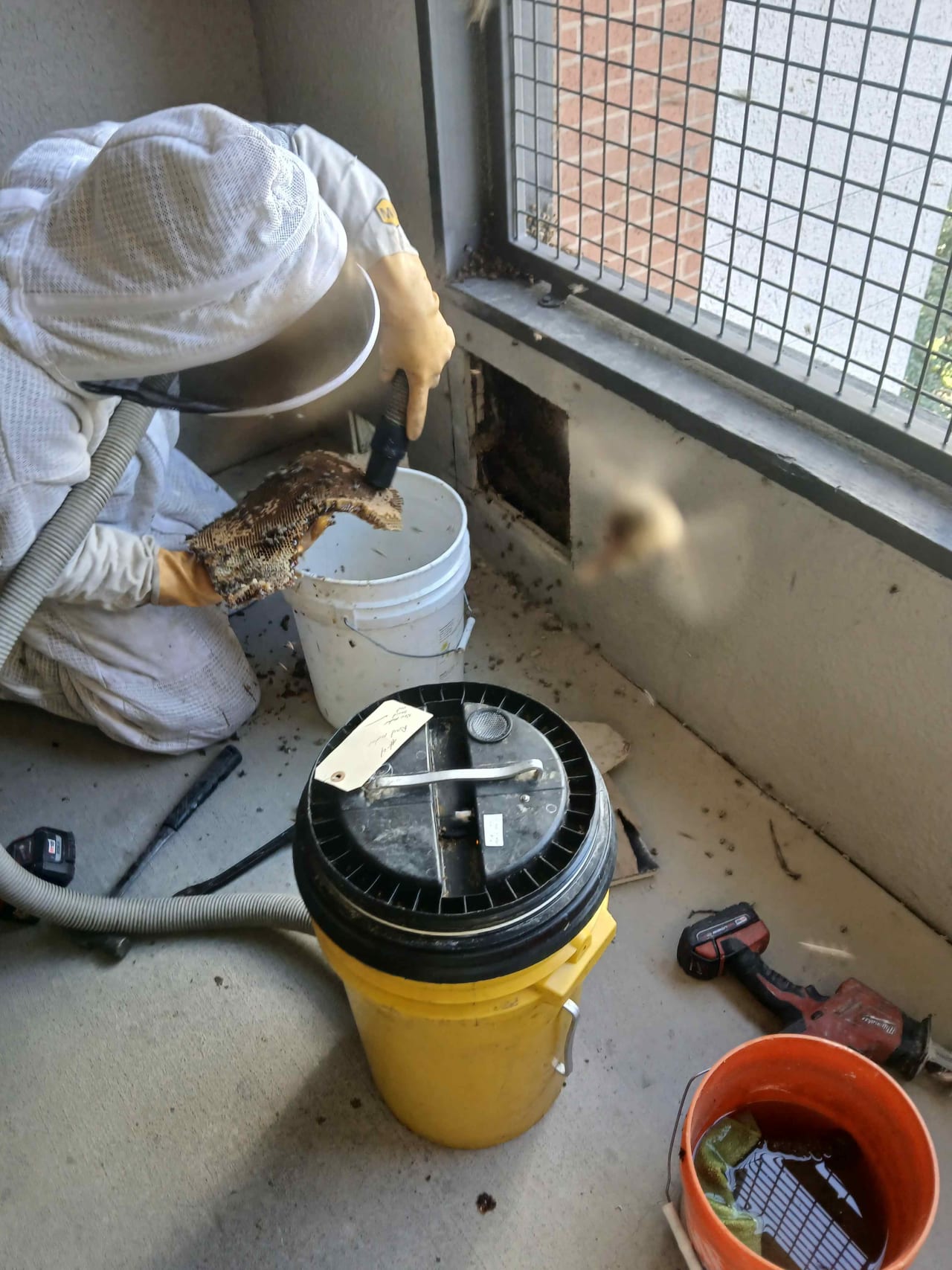Bee Removal Near Me