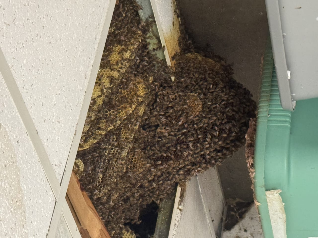 Bee Removal Near Me