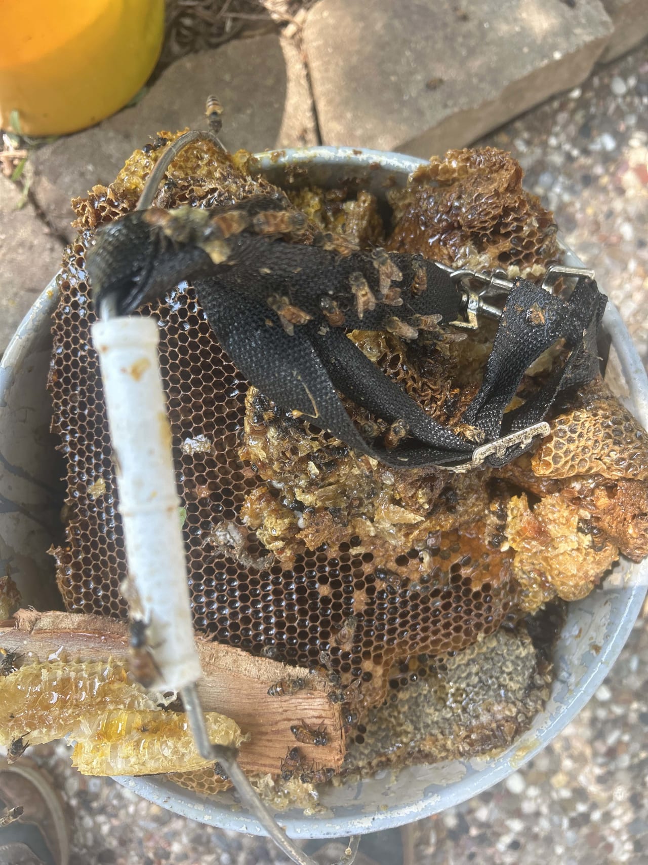 Bee Removal Near Me