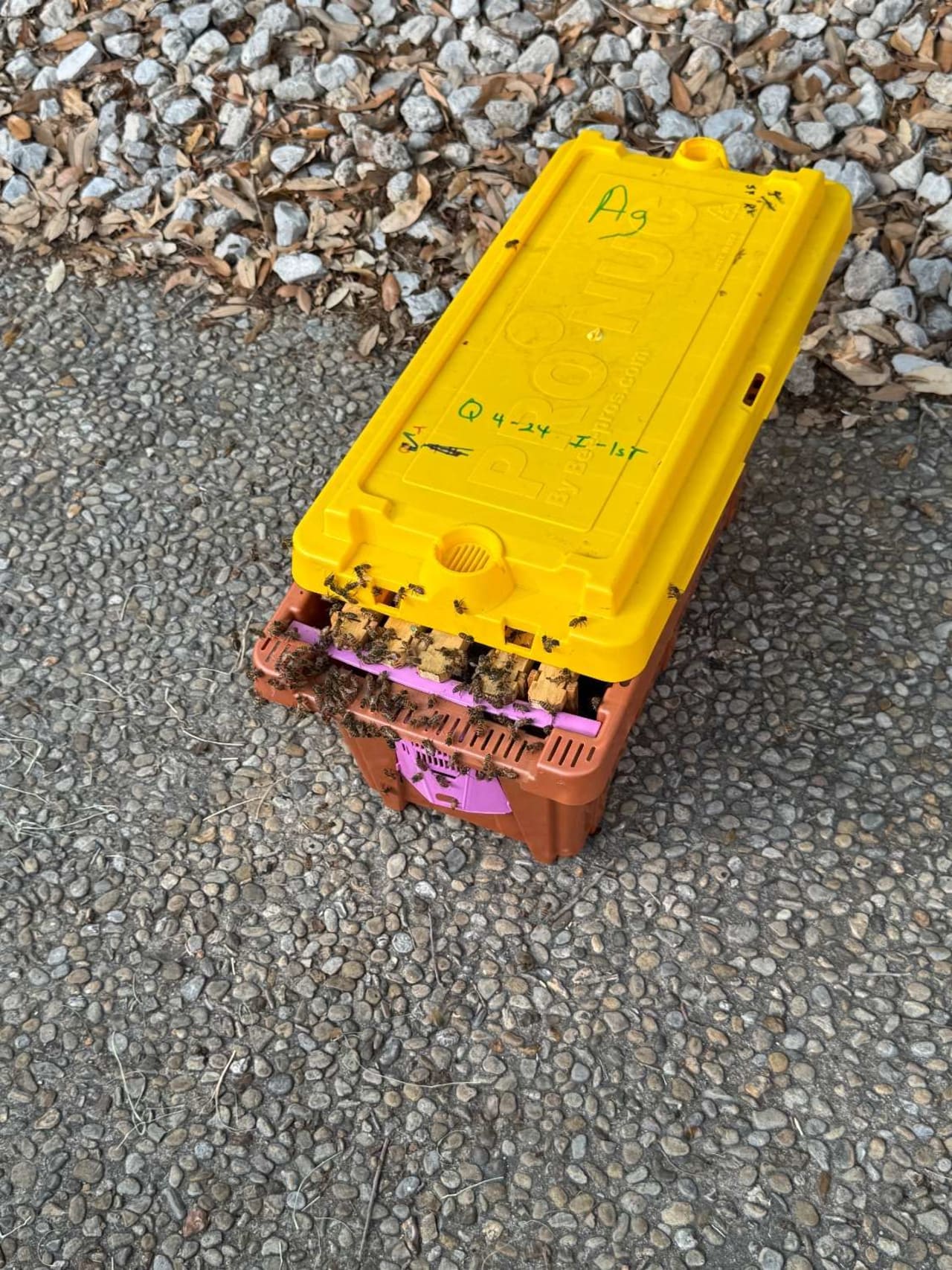 Bee Removal Near Me