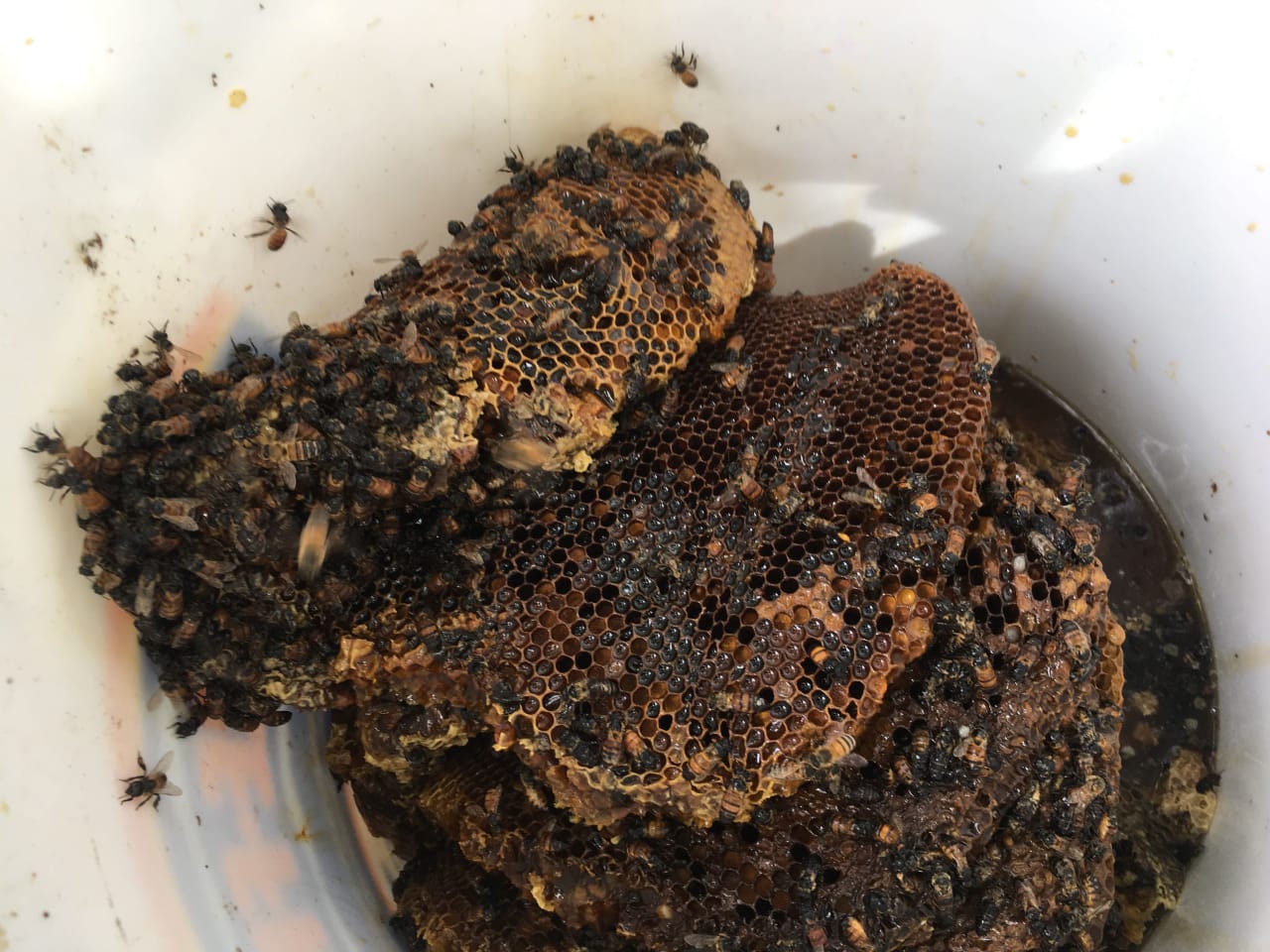Bee Removal Near Me