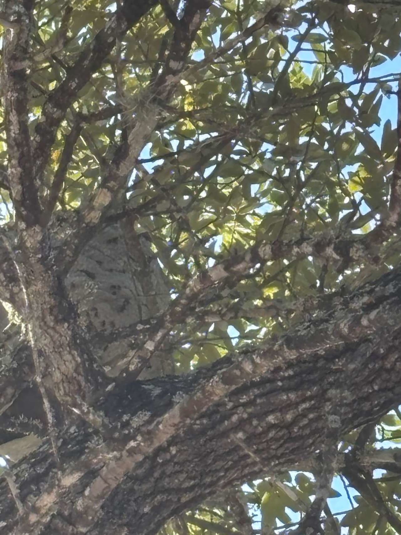 Bee Removal Near Me