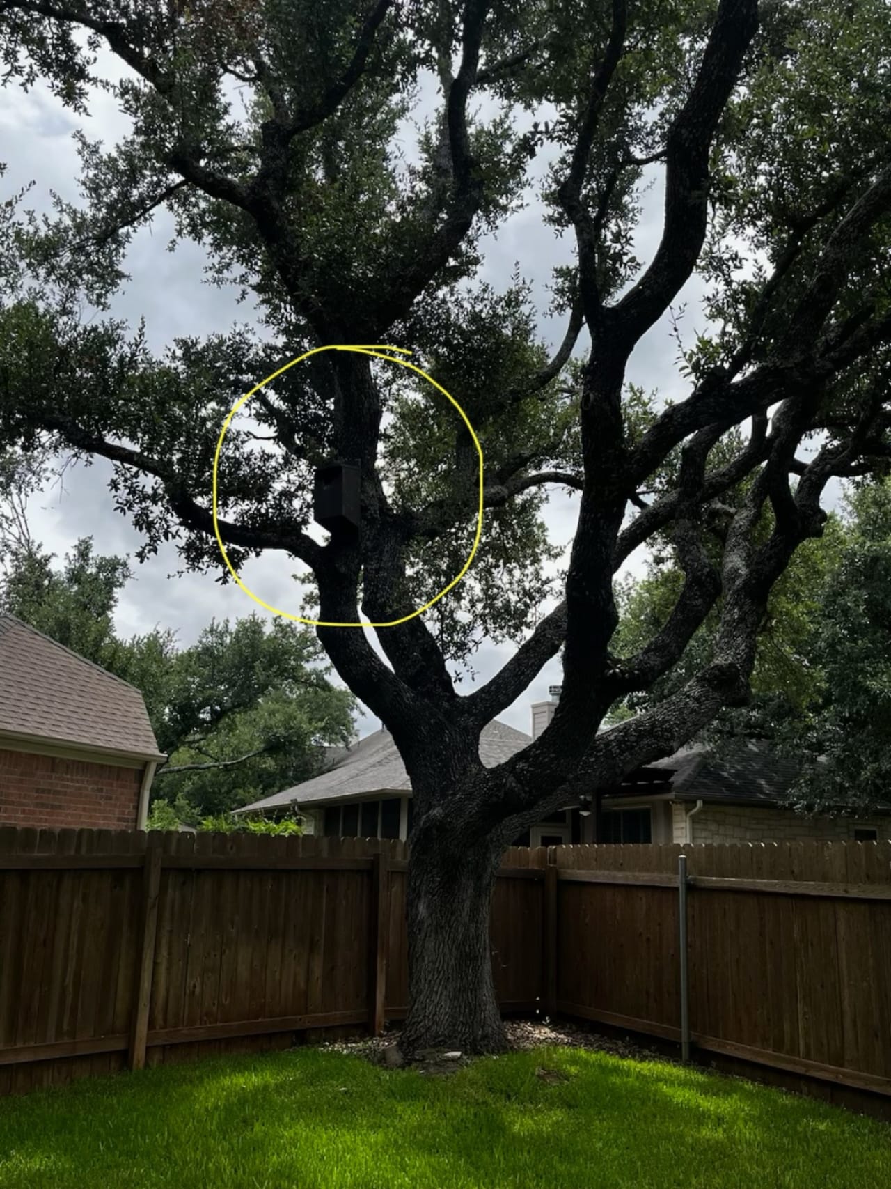 Bee Removal Near Me