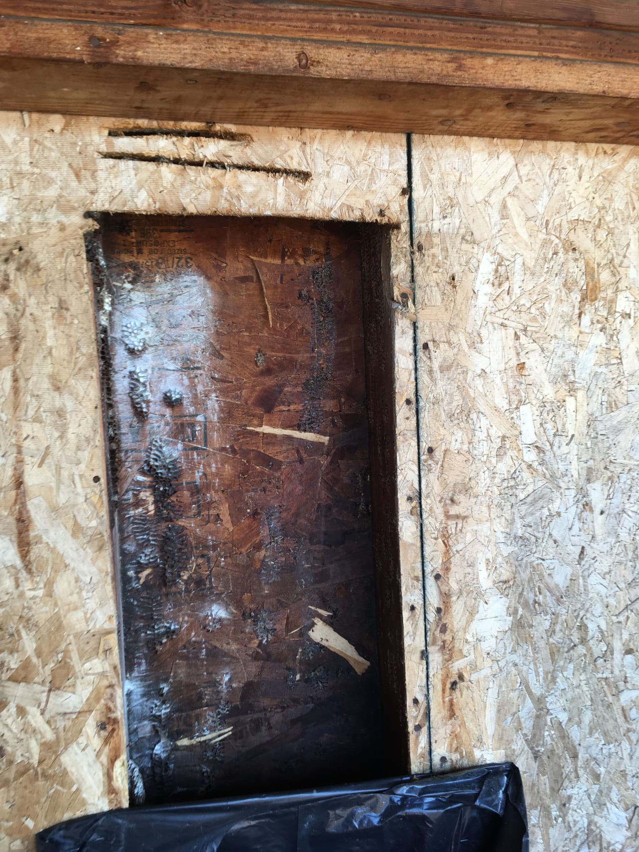 Bee Removal Near Me