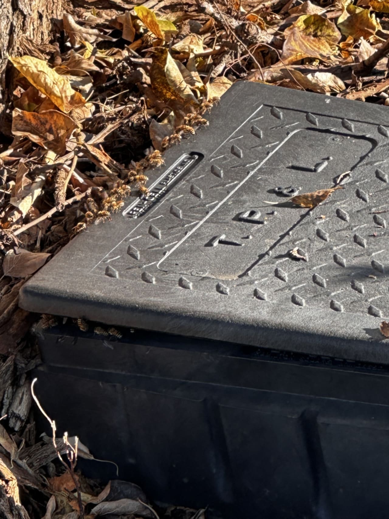 Bee Removal Near Me