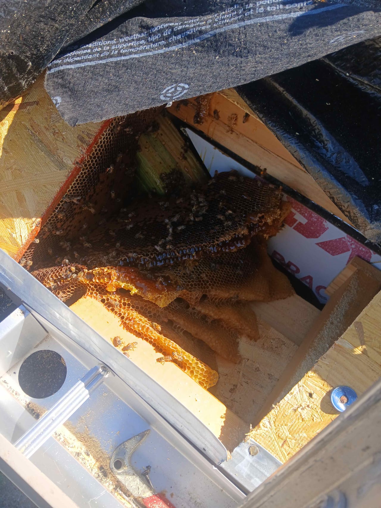 Bee Removal Near Me