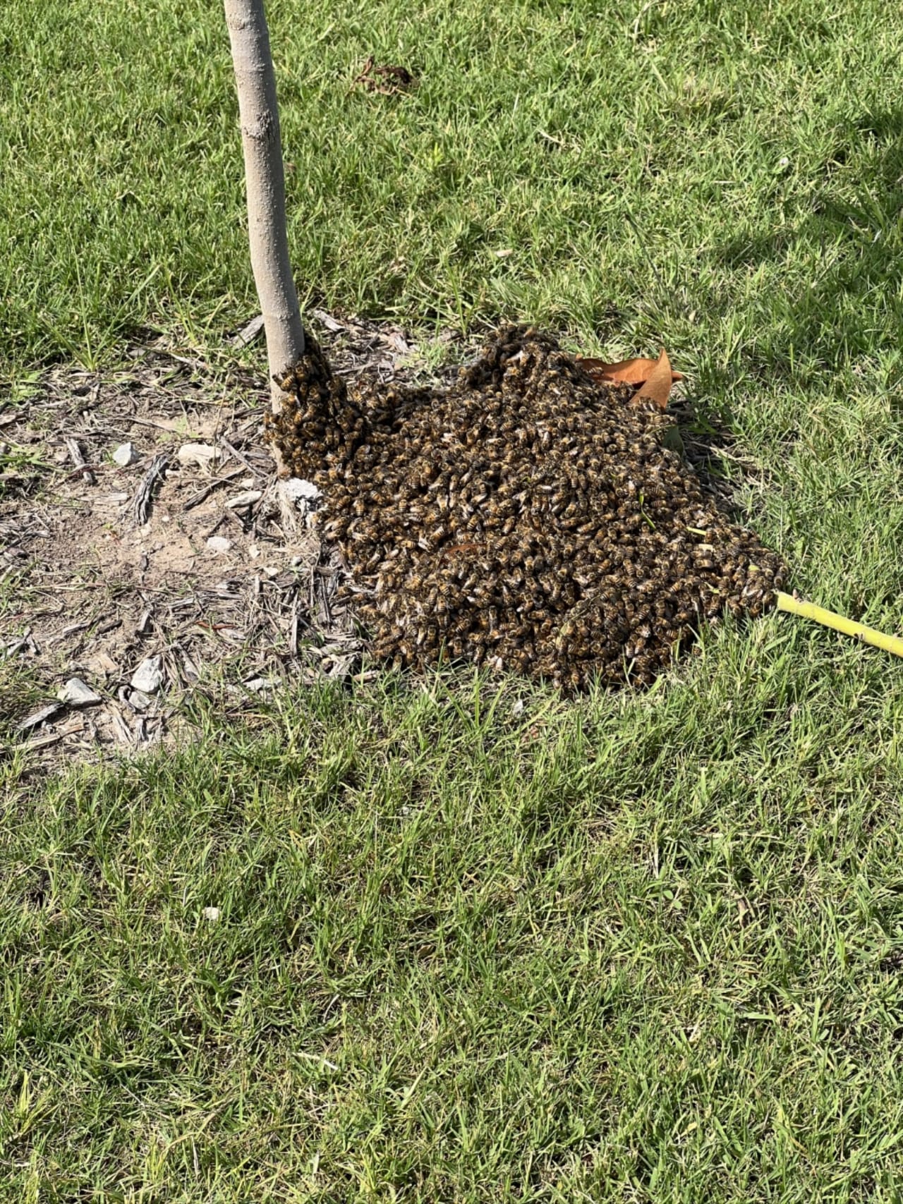 Bee Removal Near Me