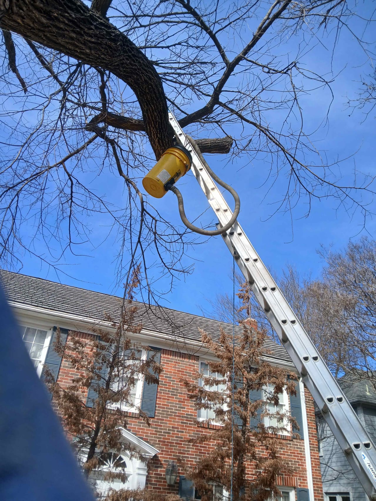 Bee Removal Near Me