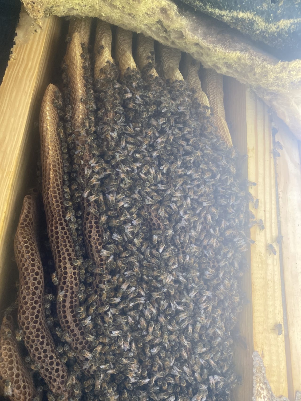 Bee Removal Near Me